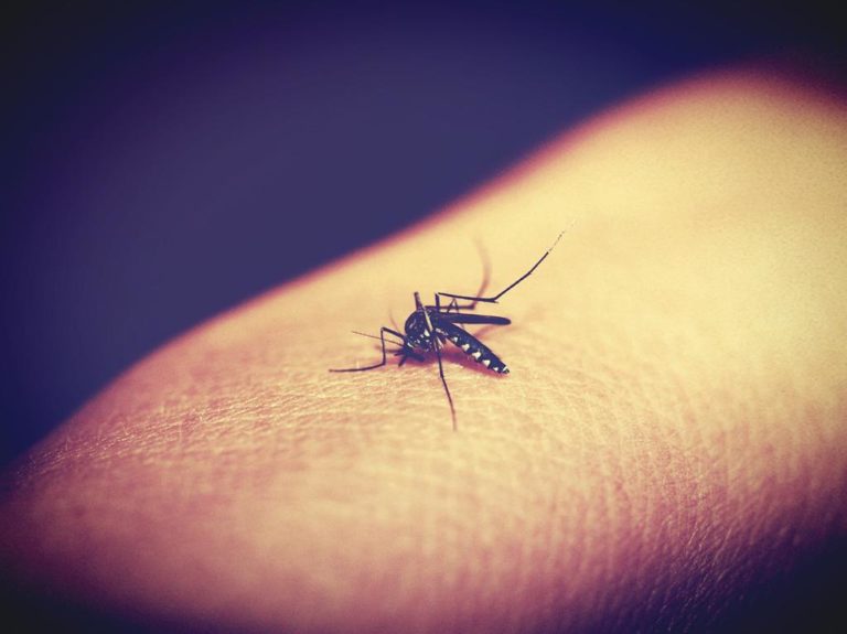 Co robić żeby nie gryzły nas nocą komary?